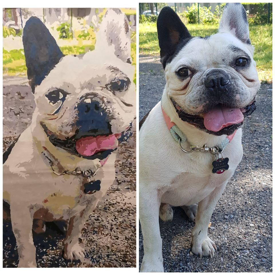 Unleash Your Creativity with Pet Photo Paint by Numbers: A Guide to Painting Your Own Furry Friend - Paint by canvas