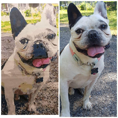 Unleash Your Creativity with Pet Photo Paint by Numbers: A Guide to Painting Your Own Furry Friend