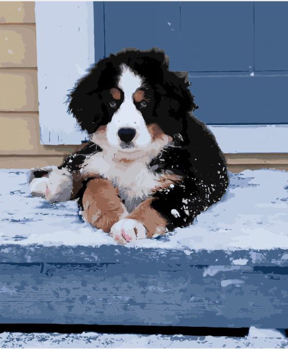 paint by numbers black and white dog