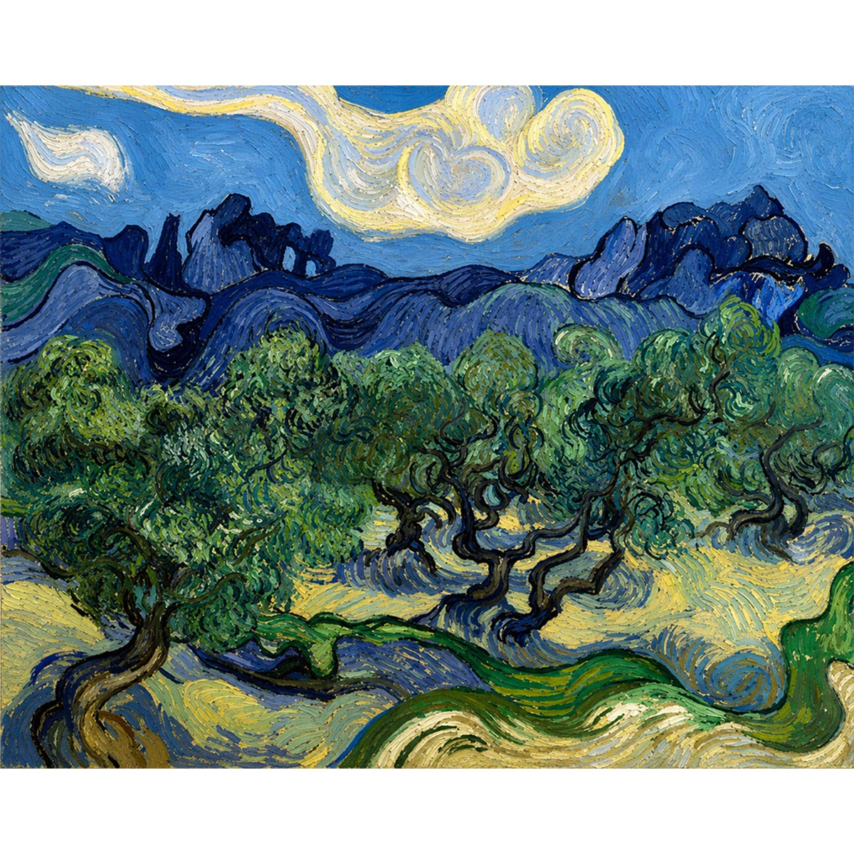 Olive Trees