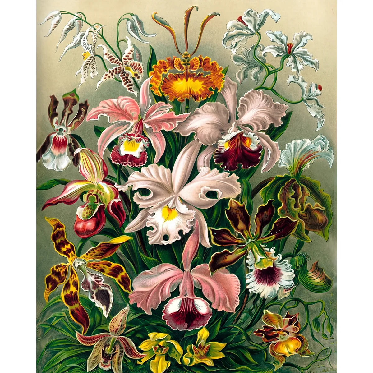 Haeckel Orchids-2