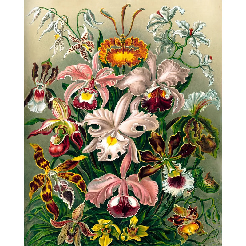 Haeckel Orchids-zoom-