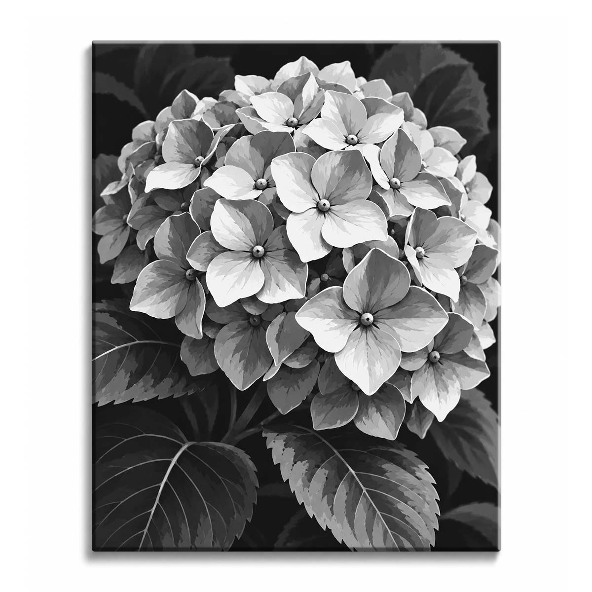 Light falls across a rounded cluster of hydrangea blooms with dark serrated leaves below, in a black and white paint by numbers design.