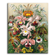 Ernst Haeckel's Orchideae plate showing sixteen orchid species arranged together in vintage botanical lithograph style, shown as a paint by numbers canvas.