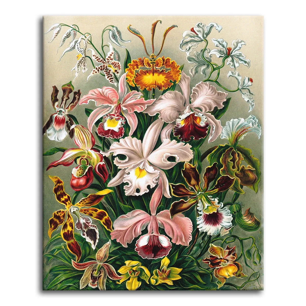 Ernst Haeckel's Orchideae plate showing sixteen orchid species arranged together in vintage botanical lithograph style, shown as a paint by numbers canvas.