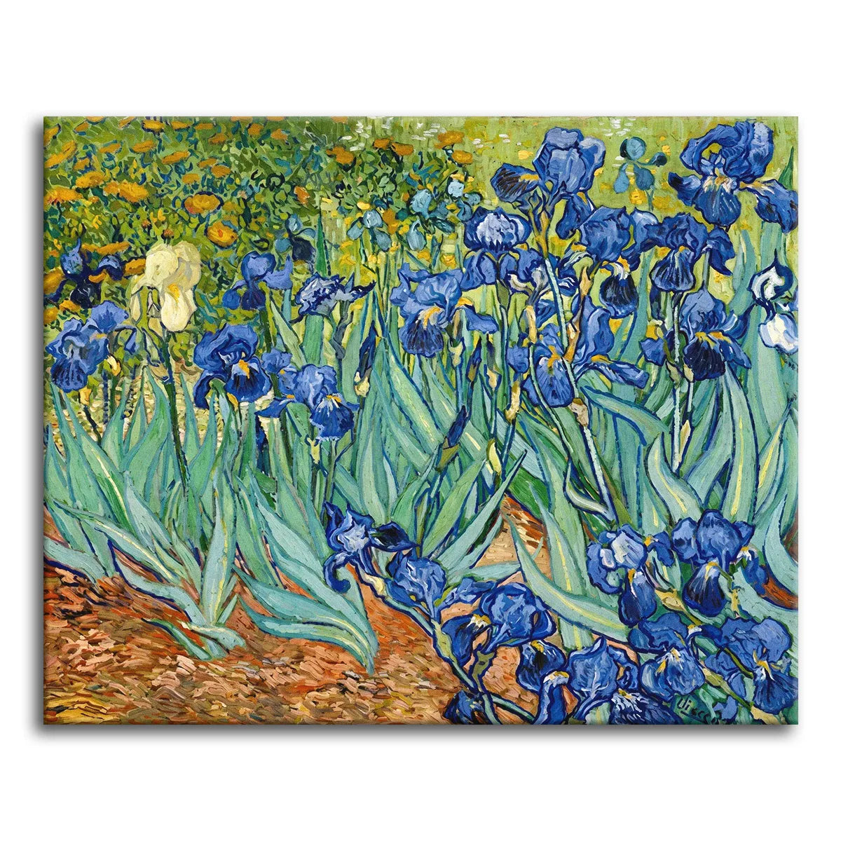 A paint by numbers version of Van Gogh's Irises, with deep blue-violet flowers and green leaves against red-orange earth and a single white bloom.